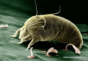 Dust mite effecting seasonal allergies
