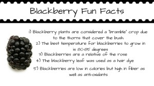 fun fact card about blackberries